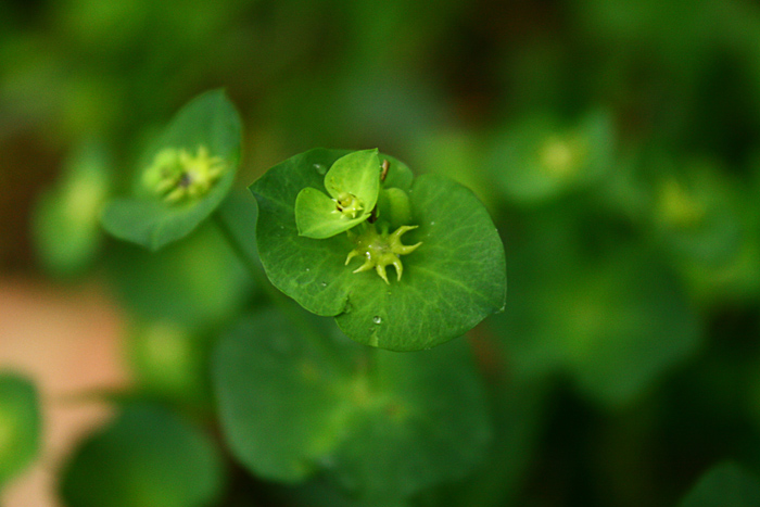 Identificazione pianta - Euphorbia amygdaloides ?